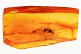 Detailed Fossil Parasitoid Wasp (Braconidae) in Baltic Amber #381235-1